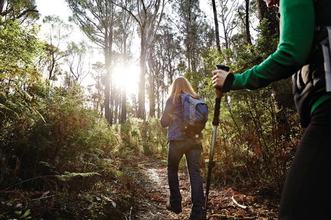Kinglake National Park - Accommodation Rockhampton 0