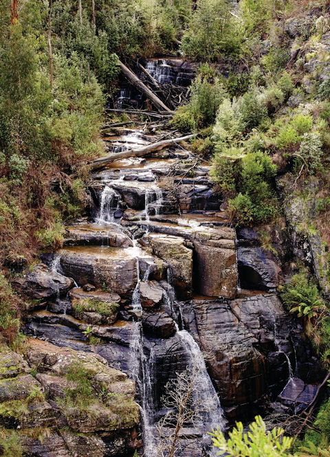 Kinglake National Park - Accommodation Rockhampton 1