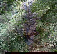Kondalilla Falls Circuit Kondalilla National Park - Accommodation Rockhampton