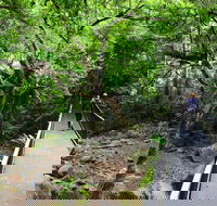 Rainforest Loop Walk Budderoo National Park - Accommodation Rockhampton