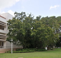 State Square Banyan Tree - Accommodation Rockhampton