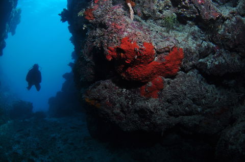 Stepping Stones Dive Site - Accommodation Rockhampton 0