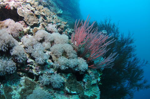 Stepping Stones Dive Site - Accommodation Rockhampton 1