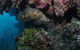Stepping Stones Dive Site - thumb 2