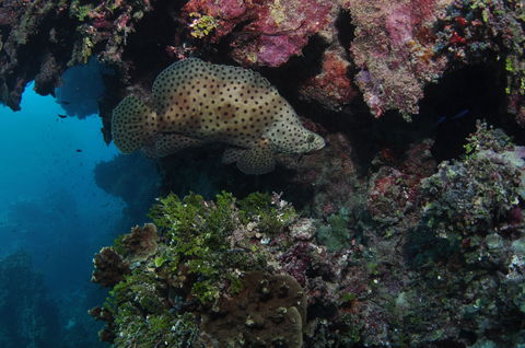 Stepping Stones Dive Site - Accommodation Rockhampton 2