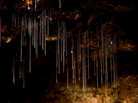 Tamborine Mountain Glow Worm Tours - Accommodation Rockhampton 0