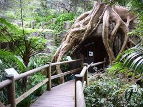 Tamborine Mountain Glow Worm Tours - Accommodation Rockhampton 2