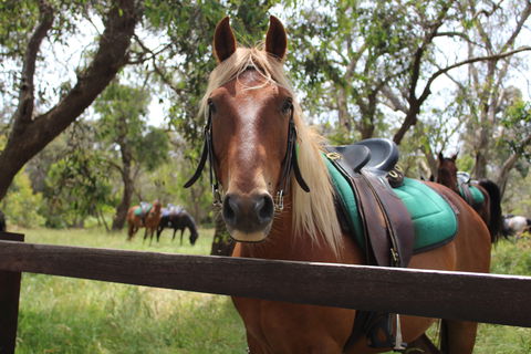 The Ranch - Accommodation Rockhampton 2