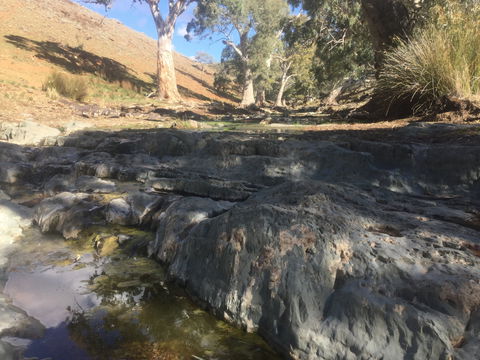 Three Creeks Station -Arkaroona Creek Walk - Accommodation Rockhampton 0