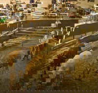 Wagga Wagga Livestock Marketing Centre - Accommodation Rockhampton