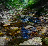Willi Willi National Park - Accommodation Rockhampton