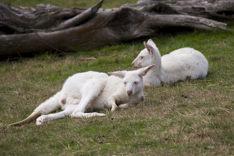 Yarra Valley Nocturnal Zoo - Accommodation Rockhampton 0