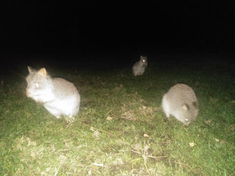Yarra Valley Nocturnal Zoo - Accommodation Rockhampton 2
