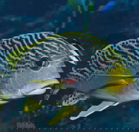 Beaver Reef Dive Site - Accommodation Rockhampton