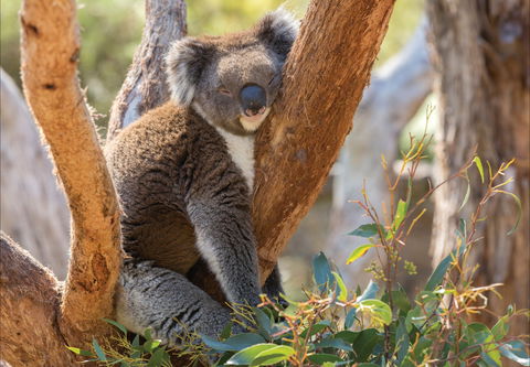 Cleland Wildlife Park - Accommodation Rockhampton 0