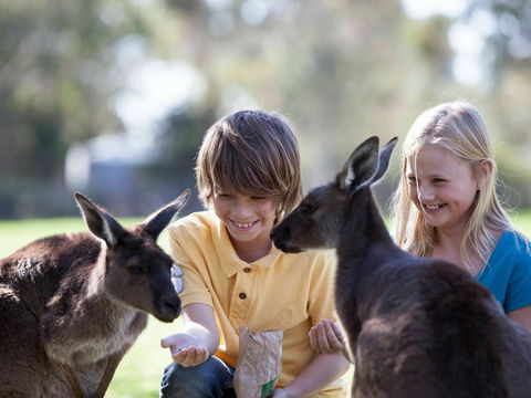 Cleland Wildlife Park - Accommodation Rockhampton 1