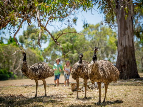 Cleland Wildlife Park - Accommodation Rockhampton 2