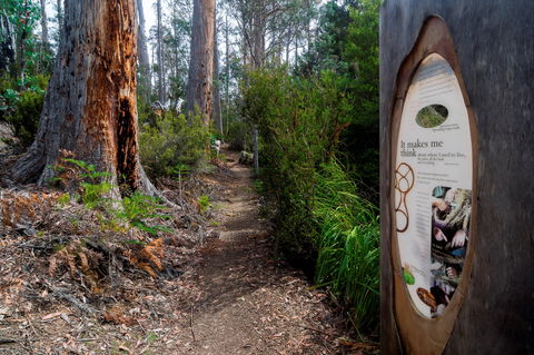 Lake St Clair (Cradle Mountain  - Lake St Clair National Park) - Accommodation Rockhampton 2