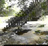 Nellies Glen Carrington Falls - Accommodation Rockhampton