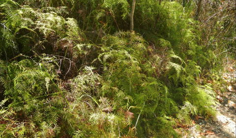 Powder Magazine Walking Track - Accommodation Rockhampton 0