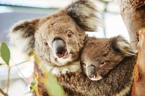 Swan Valley Kids In The Valley Trail - Accommodation Rockhampton 1