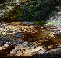 Wilson River picnic area - Accommodation Rockhampton