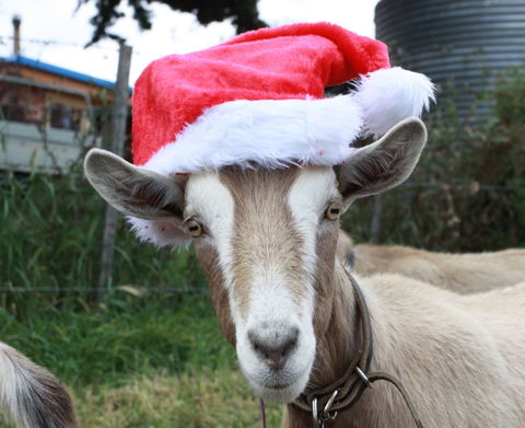 Bream Creek Farmers Market - Accommodation Rockhampton 0