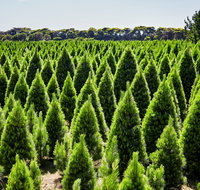 Christmas Tree Farm - Accommodation Rockhampton