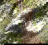 Coachwood Loop Track - Accommodation Rockhampton