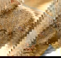 Koala Reserve - Accommodation Rockhampton