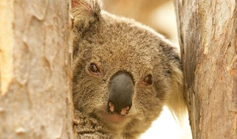Koala Reserve - Accommodation Rockhampton 0