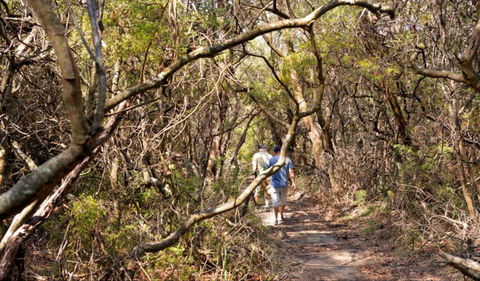 Lyrebird Dell Walking Track - Accommodation Rockhampton 0