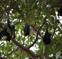 Manngarre Rainforest Walk - Accommodation Rockhampton