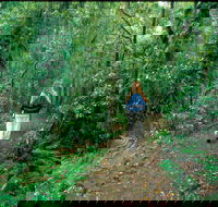 Mount Cougal Springbrook National Park - Accommodation Rockhampton