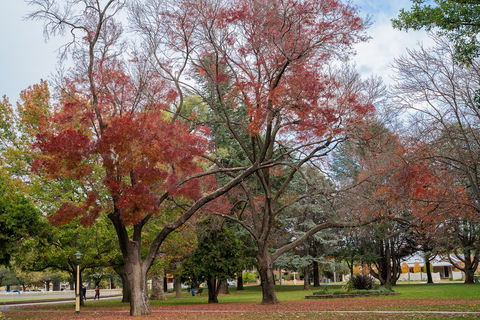 Queanbeyan Central Park - Accommodation Rockhampton 1