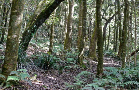 Summit Walking Track, Mount Hyland Nature Reserve - Accommodation Rockhampton 0