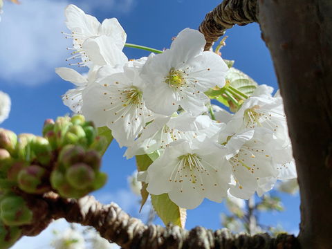 Tasmania Birchs Bay Cherries - Accommodation Rockhampton 0