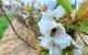 Tasmania Birchs Bay Cherries - thumb 1