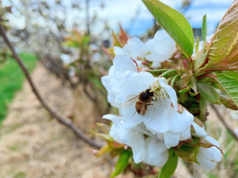 Tasmania Birchs Bay Cherries - Accommodation Rockhampton 1