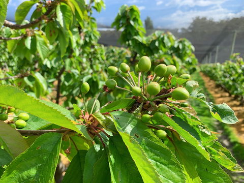 Tasmania Birchs Bay Cherries - Accommodation Rockhampton 2