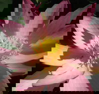 Wallis Creek Water Garden - Accommodation Rockhampton