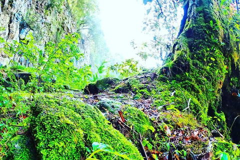 Rainforest & Waterfall Experience - Accommodation Rockhampton 8
