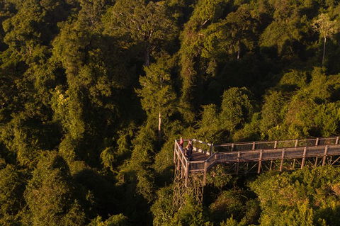 Rainforest & Waterfall Experience - Accommodation Rockhampton 5