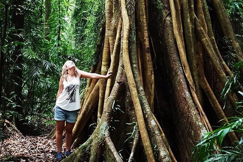 Rainforest & Waterfall Experience - Accommodation Rockhampton 3