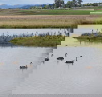 Beardy Waters Dam and Woodlands - Accommodation Rockhampton