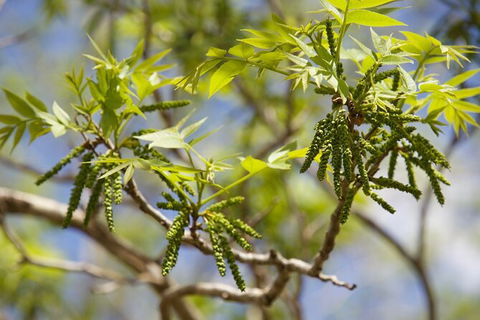 Pecan Farm Tour And Workshop, Byron Bay Hinterland - Accommodation Rockhampton 2