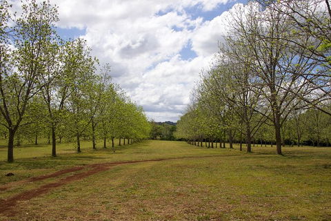 Pecan Farm Tour And Workshop, Byron Bay Hinterland - Accommodation Rockhampton 6