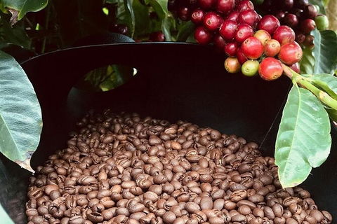 Coffee Farm Tour And Workshop, Byron Bay Hinterland - Accommodation Rockhampton 1