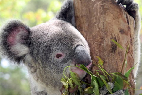 Private 10-hour Tour To Blue Mountains From Sydney - Hotel Pick Up & Drop Off - Accommodation Rockhampton 2