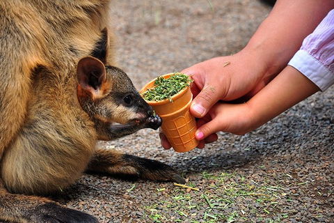 Blue Mountains Highlights & Wildlife Park - Accommodation Rockhampton 3